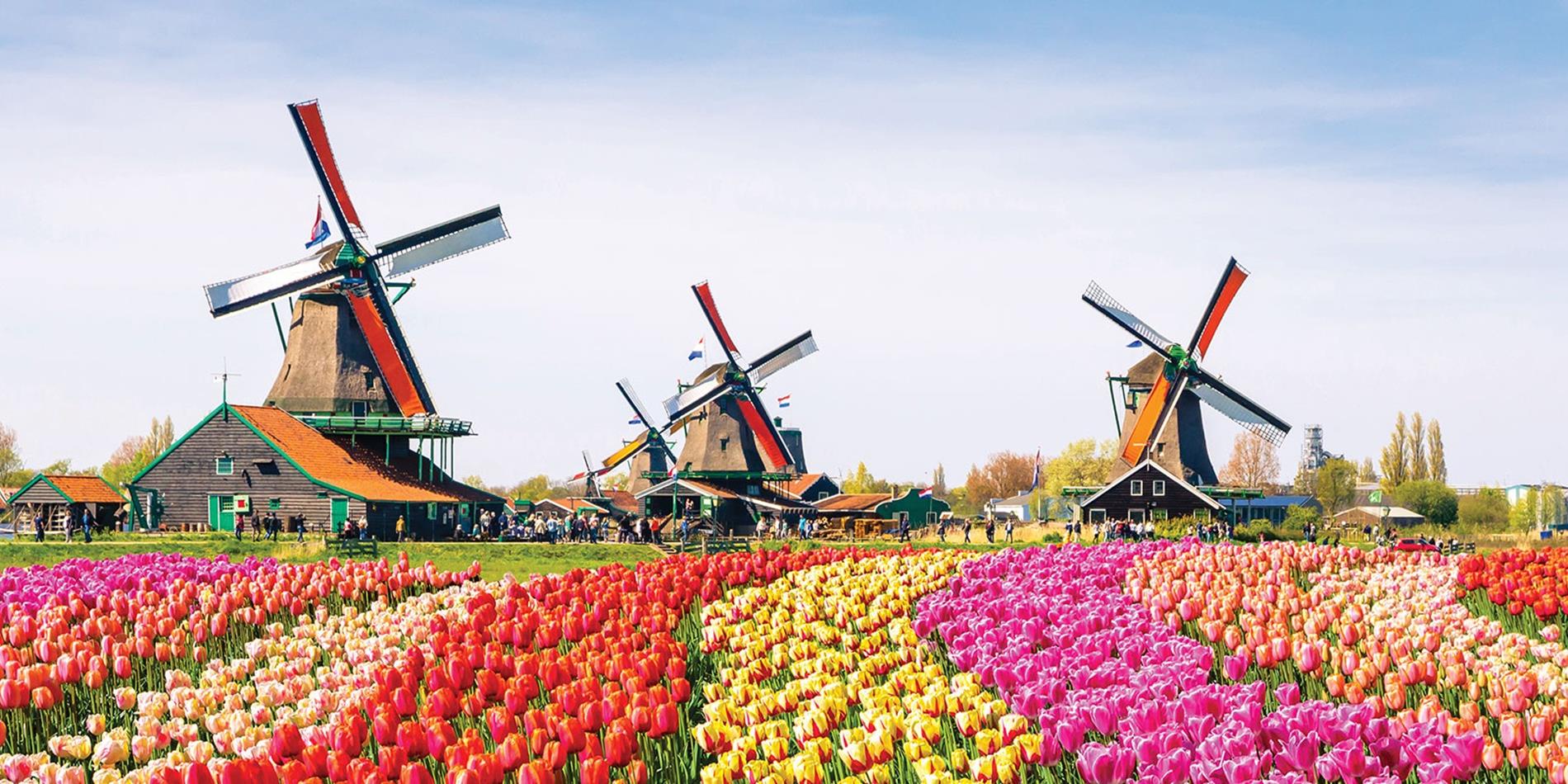 Colorful tulips decorate the grounds in front of the windmills